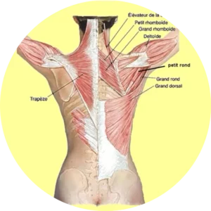 MASSAGE SUEDOIS du 7 mai au 10 mai 2026 Le massage suédois est un massage bien-être musculaire profond. Il est complètement à l’opposé du massage Tao. C’est pour cela que c’est un complément indispensable pour savoir masser avec des gestes efficaces et variés, sans se fatiguer.